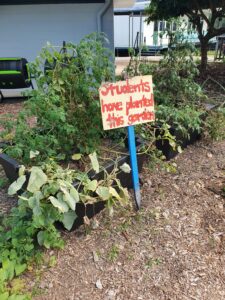 Freshwater State School vegetable garden